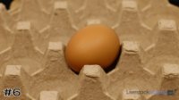 Egg#6