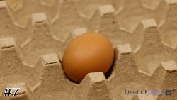 Egg#7