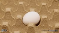 Egg#9