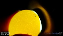 Egg#10