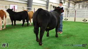 Class #1 Market Steers thumbnail