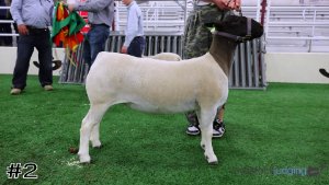 Class #10 Breeding Ewes thumbnail