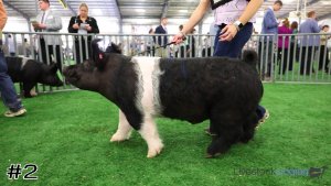 Class #11 Market Swine thumbnail