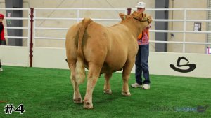 Class #4 Market Steers thumbnail