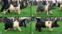 All Animals