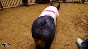 Class #12 Market Swine thumbnail