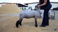 Lamb #1