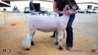 Lamb #3