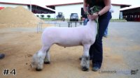 Lamb #4