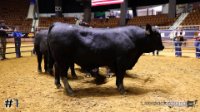 Bull #1