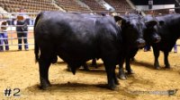 Bull #2