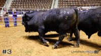 Bull #3