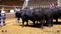 Bull #4