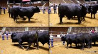 All Animals