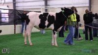 Heifer#1