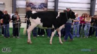 Heifer#2