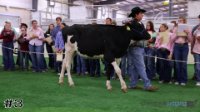 Heifer#3