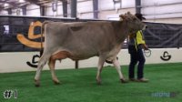 Cow#1