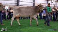 Cow#2