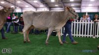 Cow#3