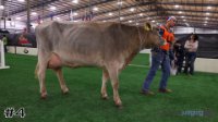 Cow#4