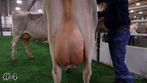 Class #4 Brown Swiss Cows thumbnail