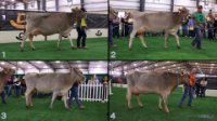 All Animals