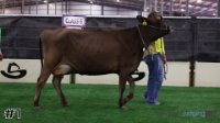 Cow#1
