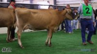 Cow#2