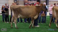 Cow#3