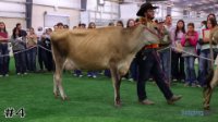 Cow#4