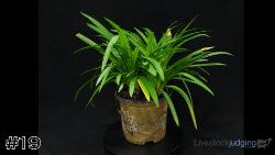 Plant#19