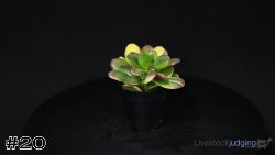 Plant#20