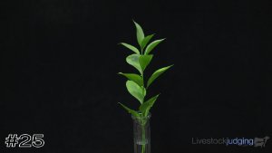 Class #10 Identification thumbnail