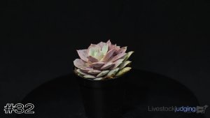 Class #11 Identification thumbnail