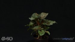 Plant#40