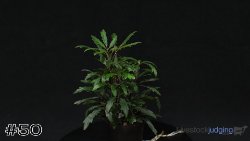 Plant#50