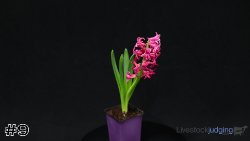 Plant#9