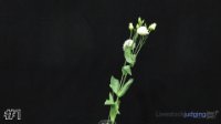 Flower#1