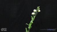 Flower#2