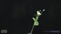 Flower#3