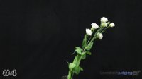 Flower#4