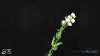 Flower#5