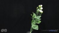 Flower#6
