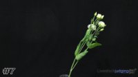 Flower#7