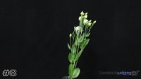 Flower#8