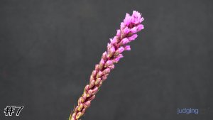 Class #6 Line Flowers thumbnail