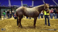 Horse#1