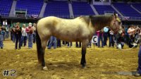 Horse#2
