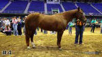 Horse#4